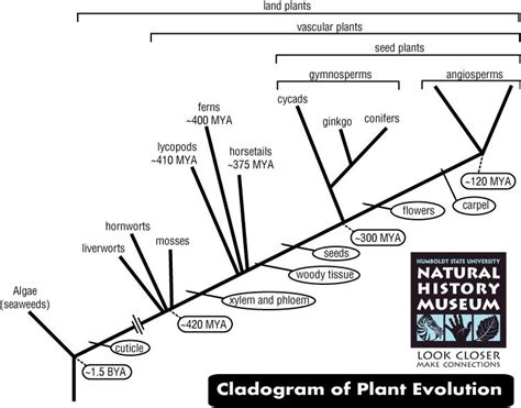 Evolution of Land Plants | Natural History Museum