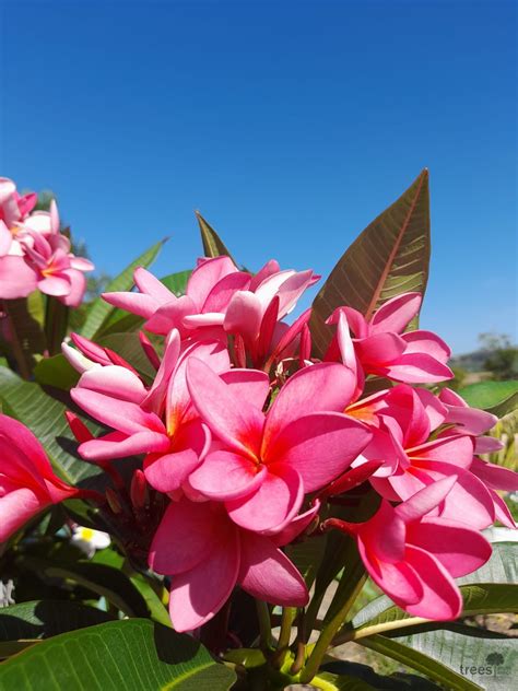 Plumeria rubra - Trees SA