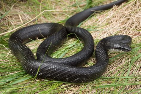 Pantherophis alleghaniensis – Eastern Ratsnake | Vermont Reptile and Amphibian Atlas