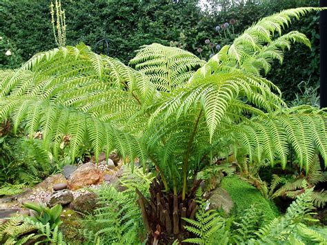 5 plantas sin flores para jardín o maceta