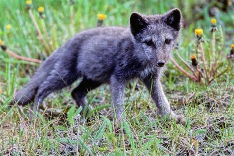 Free picture: Arctic fox, pup