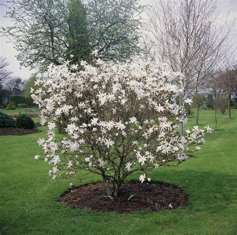 Star magnolia tree - Stock Image - B601/0331 - Science Photo Library