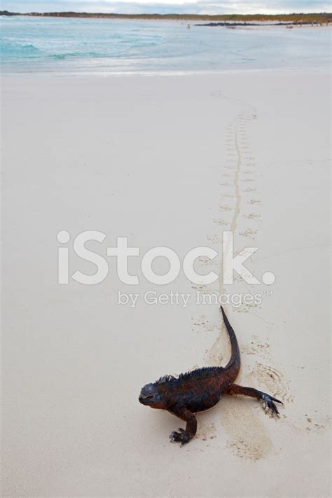 Galapagos Marine Iguana Stock Photo | Royalty-Free | FreeImages