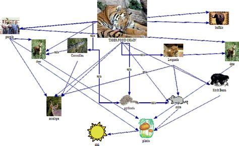 Tiger Food Chain Diagram