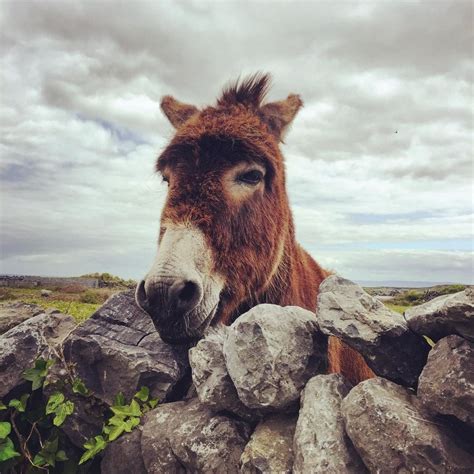 Aran Islands Donkey. A perfect example of the wildlife you can expect to see on our tours of ...