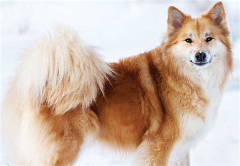 Icelandic Sheepdog | Icelandic sheepdog, Dog breeds, Sheep dog puppy