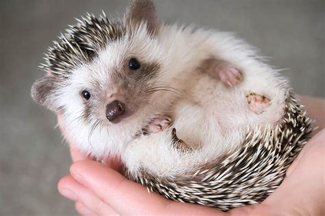 How to Care for a Hedgehog | Avian & Exotic Animal Hospital of Louisiana