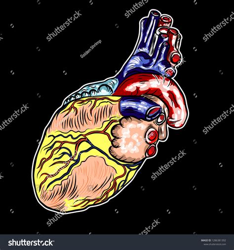 Human Anatomy Heart Black Color Engraving Stock Vector (Royalty Free ...