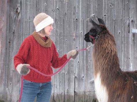 Do Llamas Spit? - Living with Gotlands