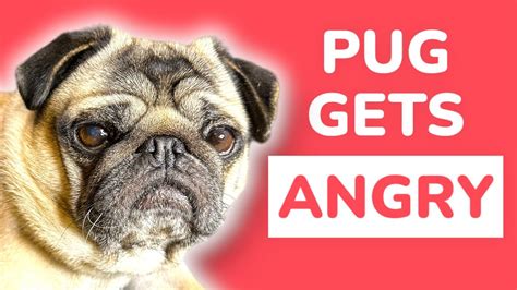 Pug Talking Back to Owner! Pug Gets Angry! 😡 Pug Barking Funny | Pug Barking Sound, Angry Pug ...