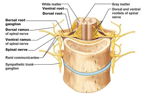 Ventral Root of Spinal Nerves – Earth's Lab