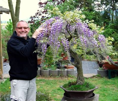 Chinese Wisteria (Wisteria sinensis) | Wisteria bonsai, Chinese wisteria, Wisteria