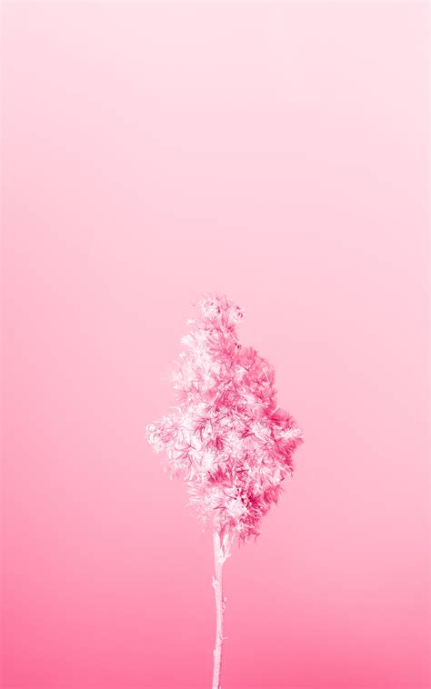 Shades of pink. · Free Stock Photo