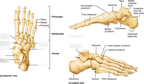 Tarsals Metatarsals & Phalanges Diagram | Quizlet