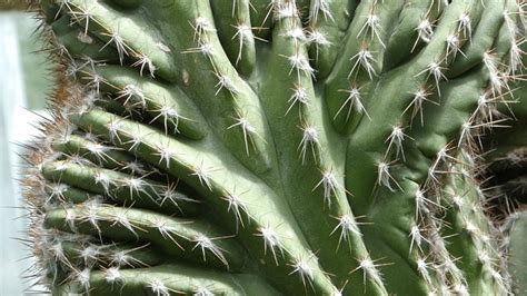 Cactus Prickle Prickly - Free photo on Pixabay