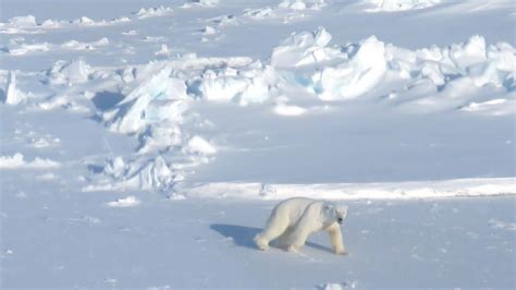 Scientists map the Canadian Arctic’s polar bear dens