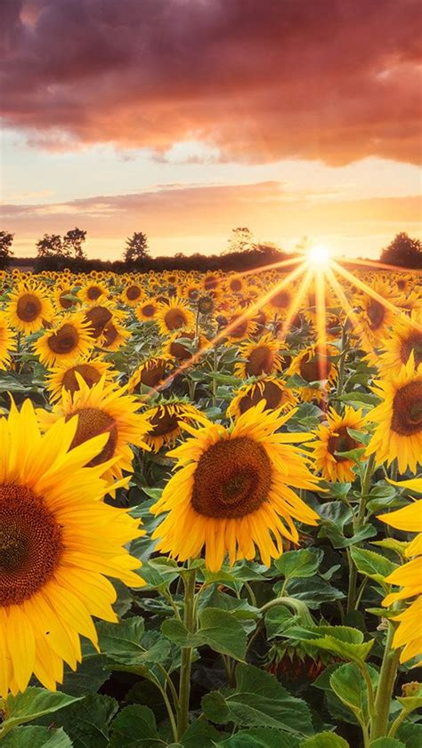 Grand Sunflower Field #iPhone #5s #Wallpaper | Campo de girasoles, Imagenes de girasoles ...