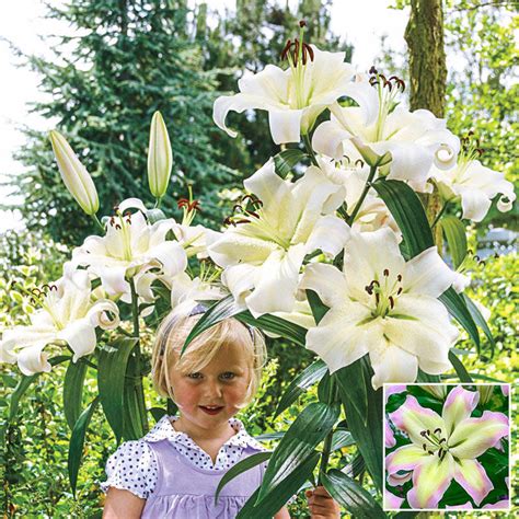 Pretty Woman Lily Tree - Buy Orienpet Lily Bulbs | Breck's