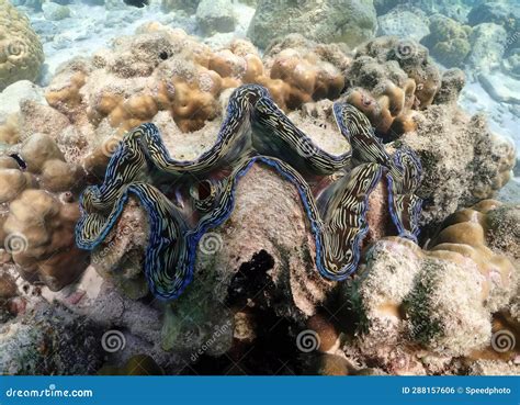 A Photography of Two Clams on a Coral Reef with a Blue and White Stripe, Coral Reef with Two ...