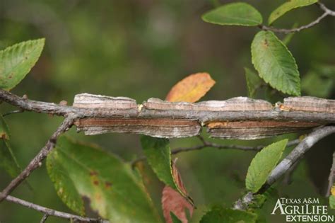 Plants of Texas Rangelands » Winged elm