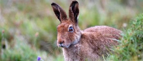 Wildlife in Ireland - Types of Irish Animals - A-Z Animals