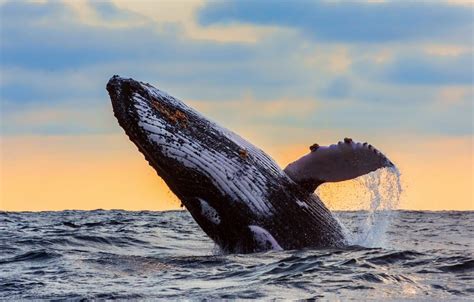 Echoes of the past: Whaling's long-term impact on genetic diversity ...