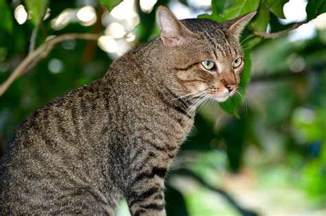 Curious pose cat with white scene mackerel tabby cat – Artofit