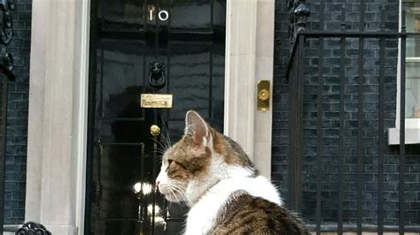 Larry the cat celebrates 10 years at 10 Downing Street | UK News | Sky News