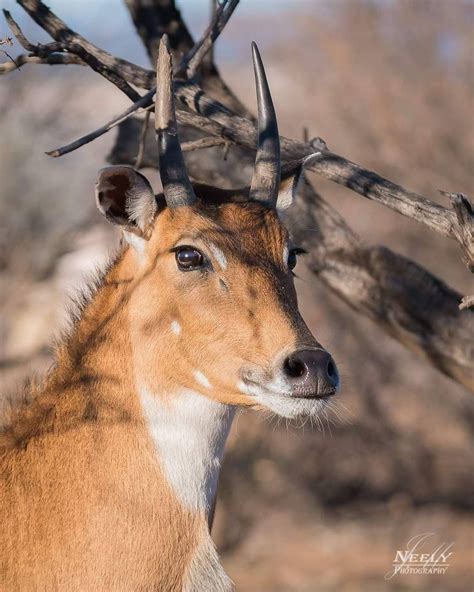 Joe Neely on Instagram: “Nilgai Antelope, also known as Blue Bull ...