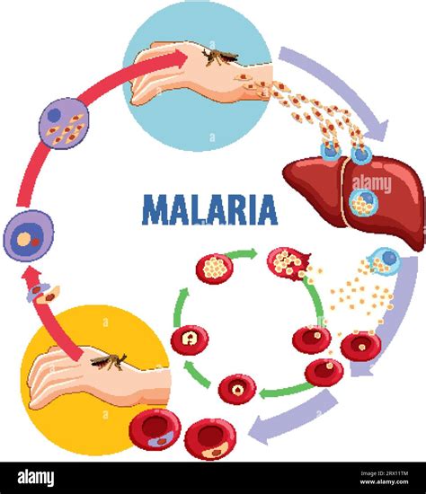 Learn about the life cycle of malaria through a visually appealing ...