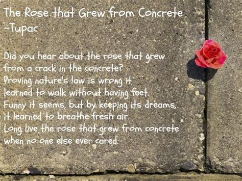 The Rose that grew from Concrete Poem Analysis | Teaching Resources