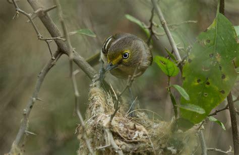 White-eyed Vireo building a nest | Ron Erpeling discovered t… | Flickr