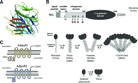 Structure of adiponectin. (A) Adiponectin belongs to the C1q family... | Download Scientific Diagram