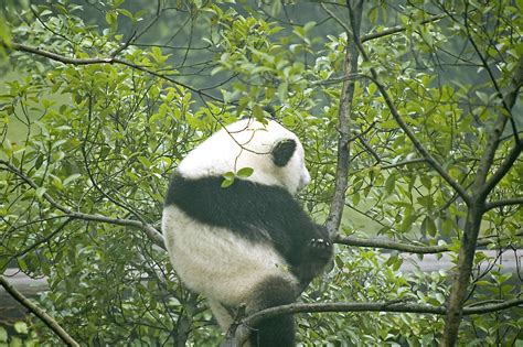 Baby Panda Sitting on a Tree | Baby Panda, Chongqing Zoo, Ch… | Flickr