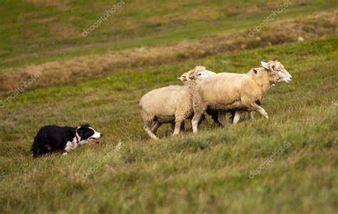 Border Collie Herding Sheep — Stock Photo © MaundyMitchell #20987389