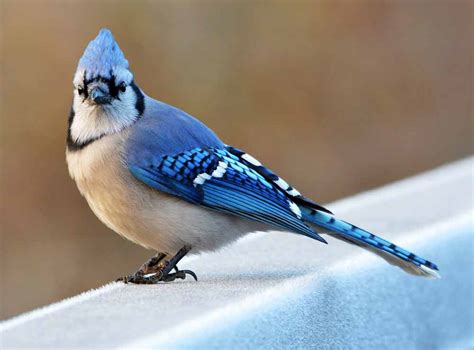 Blue Jay Bird – Profile | Facts | Call | Habitat | Behavior | Breeding – Bird Baron