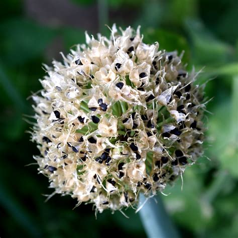 Onion Seed Pod Picture | Free Photograph | Photos Public Domain