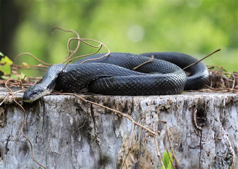 Crow's Nest: Black rat snake - Natural Lands