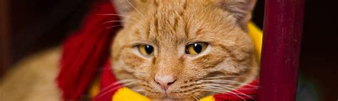 The Best Harry Potter Cat Names - 75+ Names