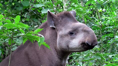 Wildlife emergency in Bolivia as fires threaten animal sanctuaries ...