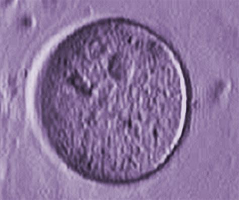 Egg-Producing Stem Cells Found in Women | National Institutes of Health (NIH)