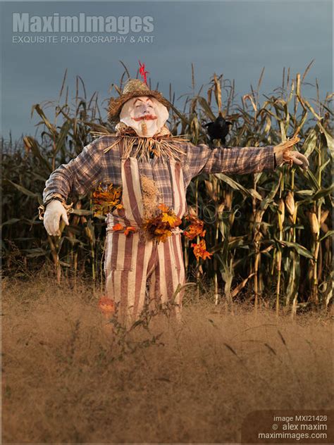 Photo of Scarecrow in a Corn Field | Stock Image MXI21428