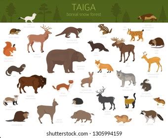 Examples Of Terrestrial And Aquatic Animals Clipart