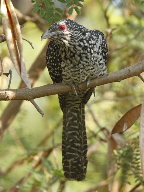 Cuckoo- A bird that fascinates me' by 10 year old Pratham H Shenoy from EPS Mysore+ some cool ...