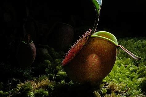 Pitcher Plant Care Guide - a Friendly Gardener