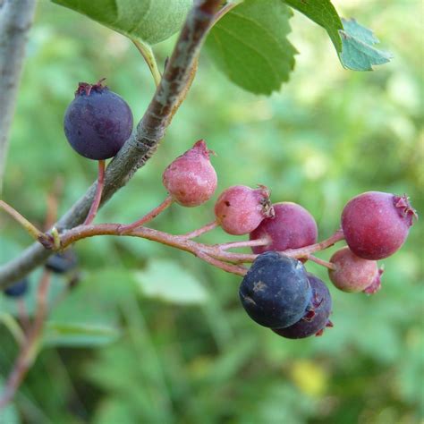 Serviceberry - Food Forest Nursery