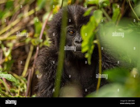 Baby Mountain Gorilla Stock Photo - Alamy