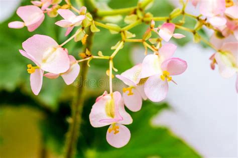 Pink Flowers of Begonias on the Background of Green Leaves. Growing Indoor Plants_ Stock Image ...