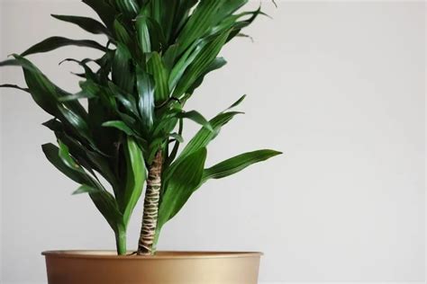 Corn Plant Care Guide: How to Care for Dracaena Fragrans