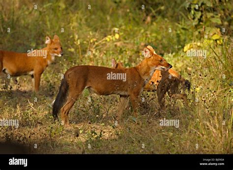 Dhole pack hi-res stock photography and images - Alamy